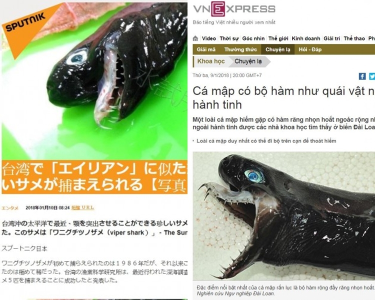 外媒形容卡氏尖頷烏鯊為外星生物。