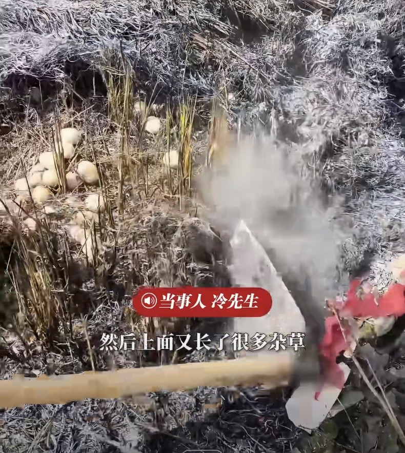 江西九江冷先生一家祭祖，在坟旁发现近百枚鸭蛋。