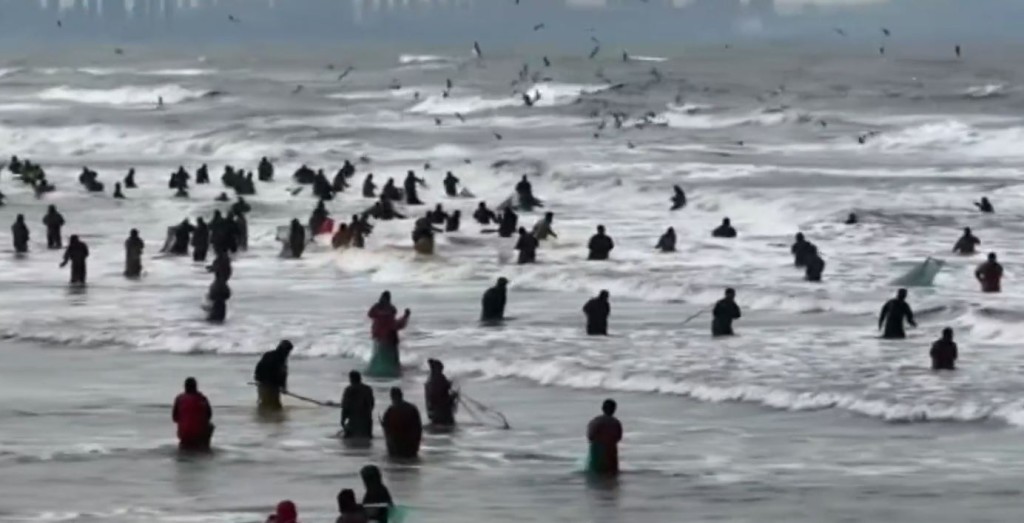 山東煙台大批民眾落海打撈「海腸」。影片截圖