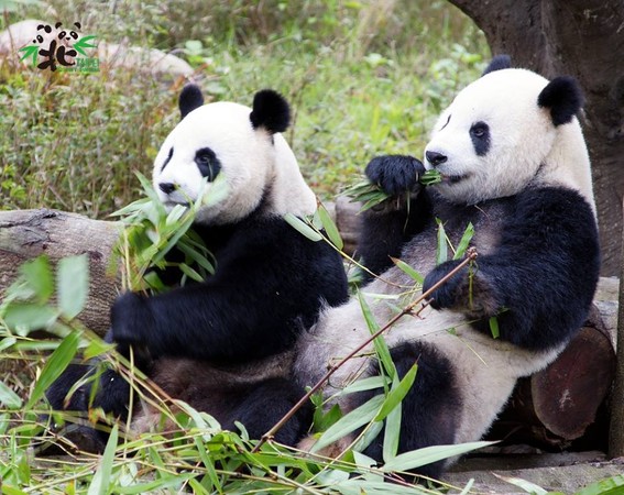 「團團」和「圓圓」是台北動物園的明星。