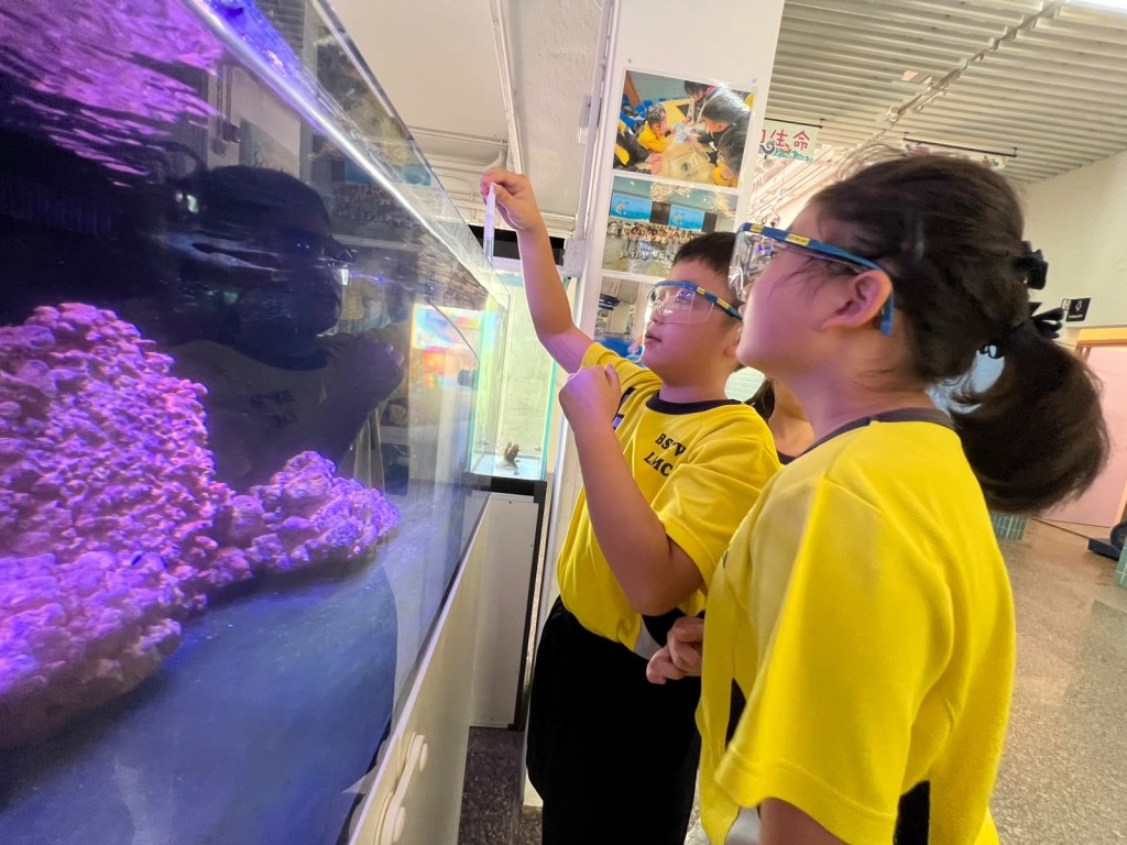 沙呂小連續3年參與香港中文大學的「育養珊瑚校園計劃」,一班同學做珊瑚保母。(圖片來源:浸信會沙田圍呂明才小學) 沙呂小連續3年參與香港中文大學的「育養珊瑚校園計劃」,一班同學做珊瑚保母。(圖片來源:浸信會沙田圍呂明才小學)