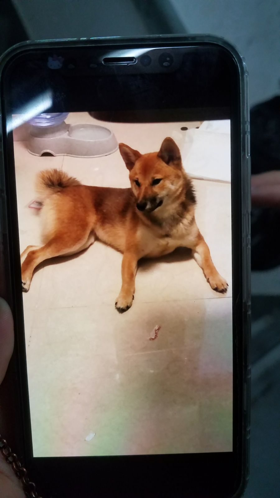 女戶主的柴犬一度失蹤。黃文威攝