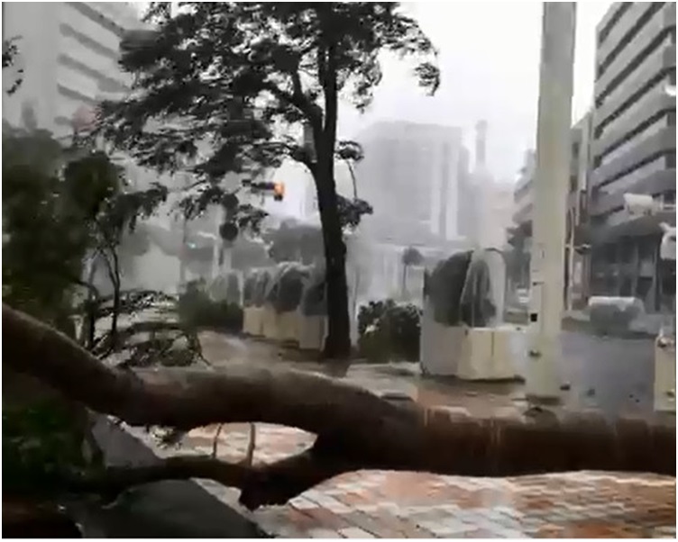 道路上有樹木被吹倒。網圖