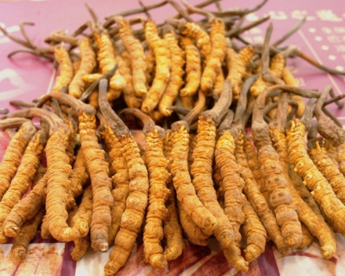 中科院上海植物生理生態研究所研究團隊經過7年的研究，證實冬蟲夏草不含具抗癌功效的「噴司他丁」。網圖