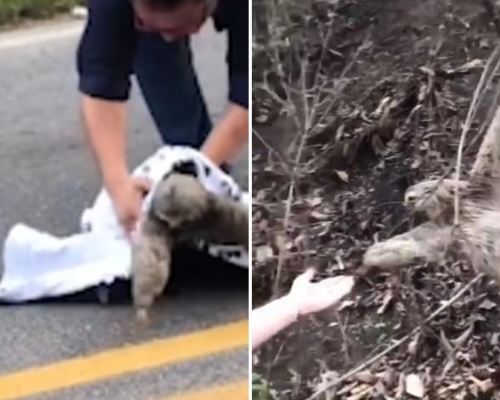 暖男助樹獺過馬路，獲樹獺「伸手道謝」？ 專家指這或許是美麗的誤會。