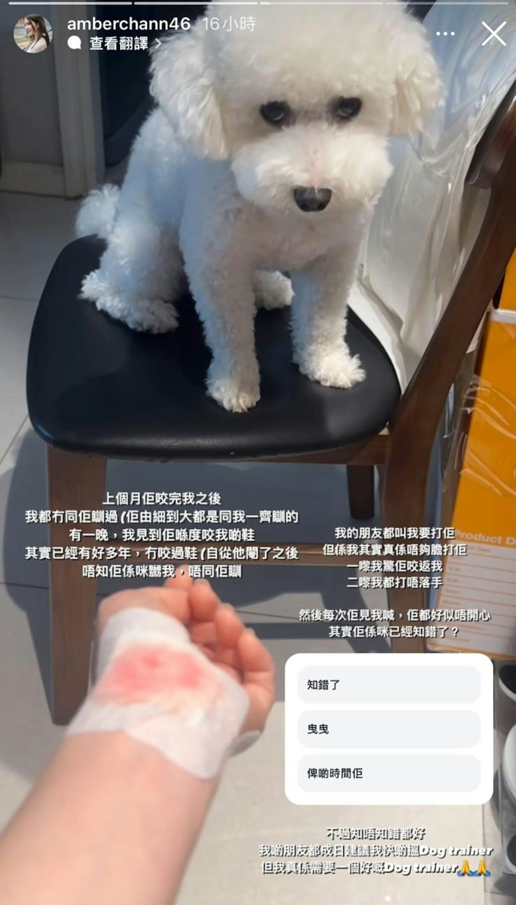 陳若思又上載一張包紮好傷口的照片，愛犬則以可憐內疚的眼神望住她。
