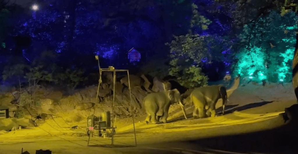 南萬歲山武俠城「打鐵花」表演中，兩隻登場的「大象」穿崩露人腳。 微博