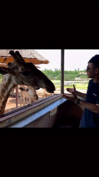 网民大赞长颈鹿表情可爱。