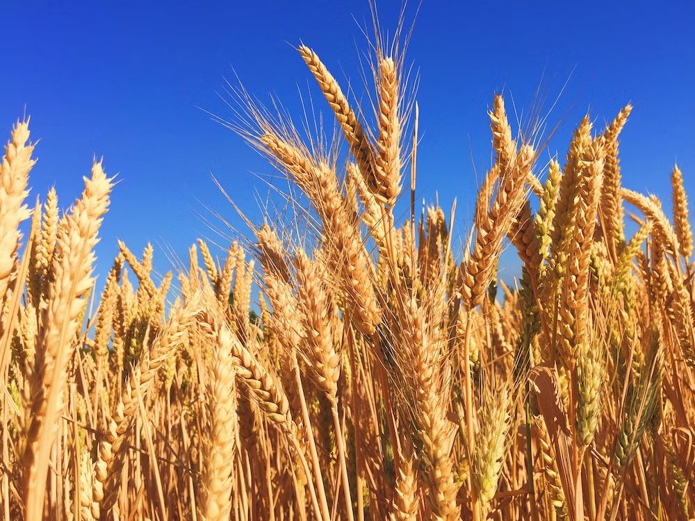 全穀類，包括大麥或其他全穀類有豐富的纖維質。 unsplash