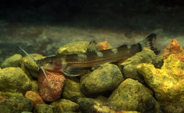 平鰭鰍科魚。小紅書＠愛吃餅乾的達摩鯊