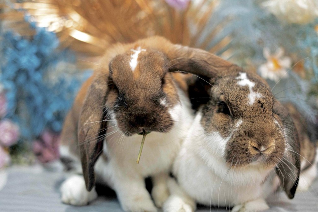 店裏飼養的兔兔名叫「相相」 和「愛愛」，是法 國垂耳兔，體型較大，個性溫和親人，擁有相當 小孩3歲智商， 能聽懂指令。（圖片來源：受訪者提供）