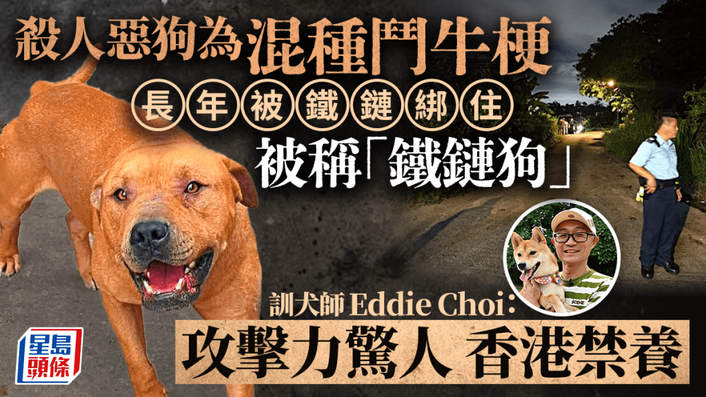 打鼓嶺狗咬死人｜殺人狗「太陽仔」為混種鬥牛梗 長年被鐵鏈鎖住  獲狗義工救出