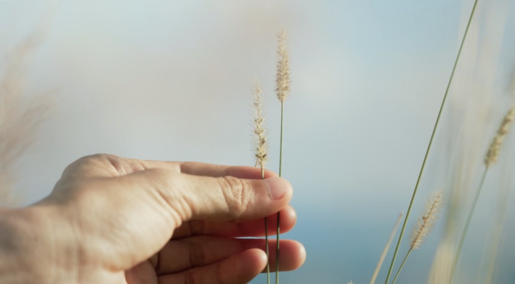 海島擁有獨特的生態系統。香港電台提供 海島擁有獨特的生態系統。香港電台提供