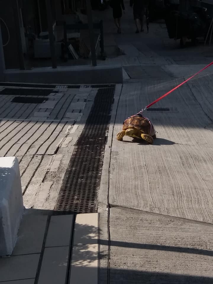 網圖
