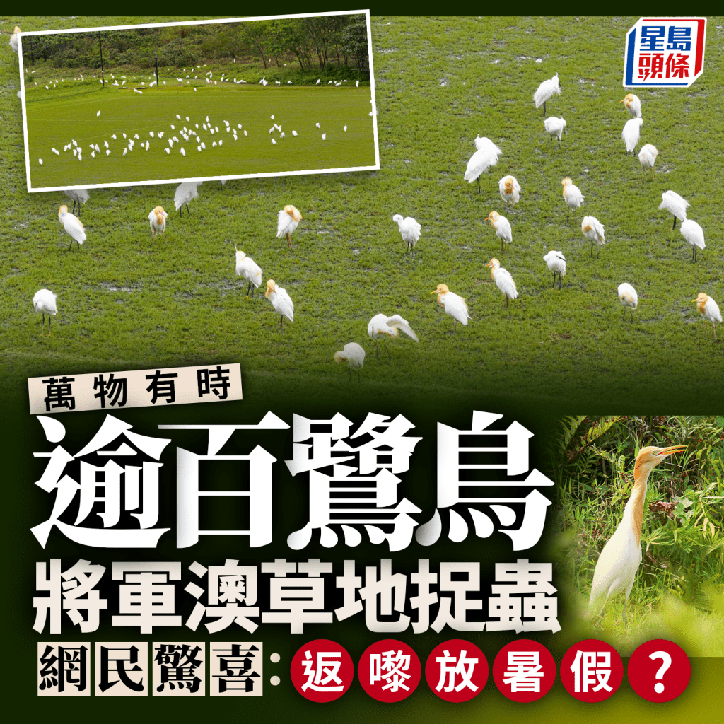 逾百鷺鳥聚將軍澳草地捉蟲 網民驚喜：返嚟放暑假？  ​