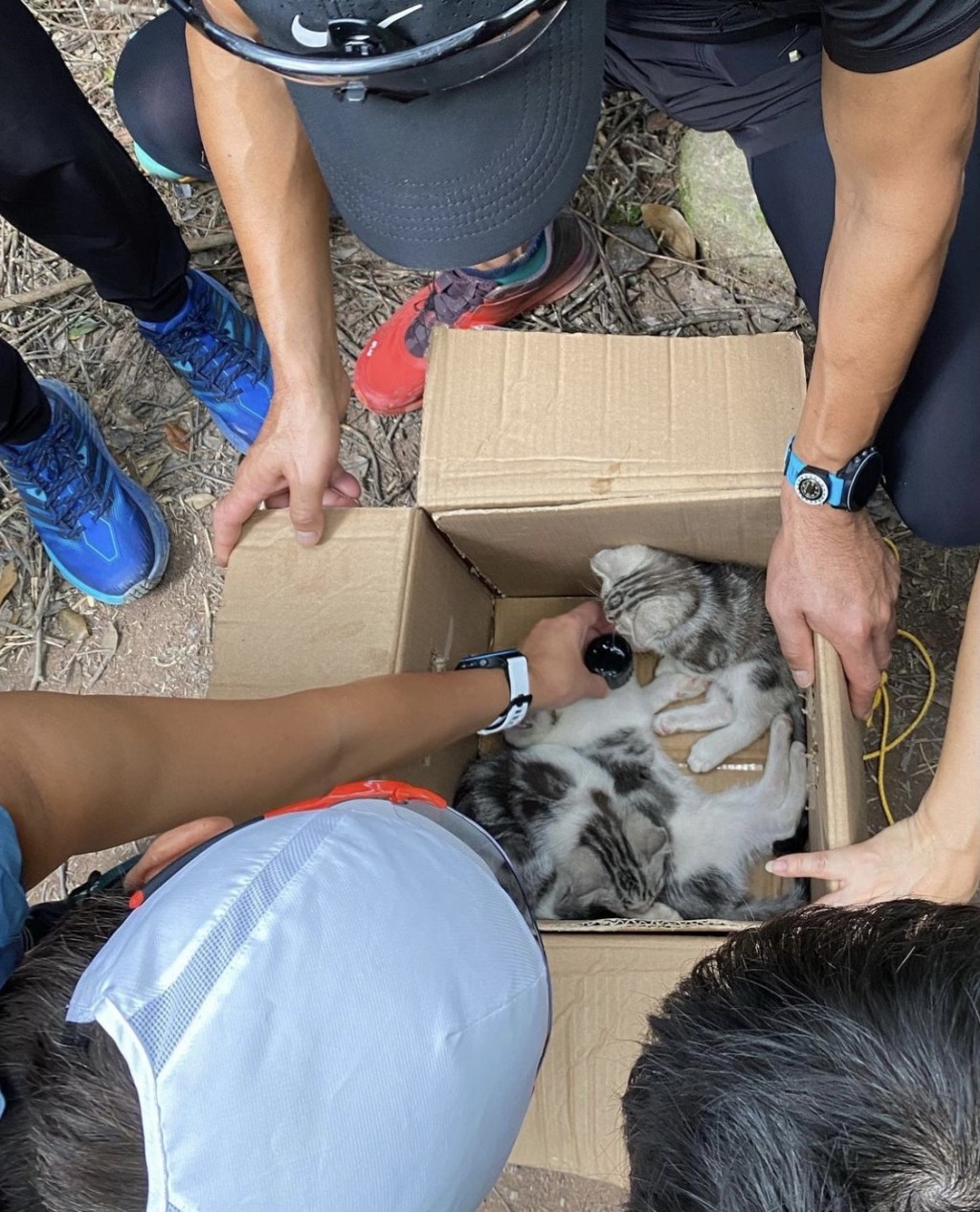 四隻小貓被遺棄在紙箱內。