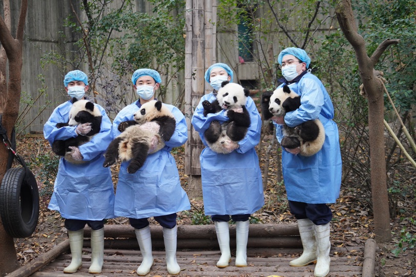 成都大熊猫繁育研究基地有很多可爱的大熊猫。
