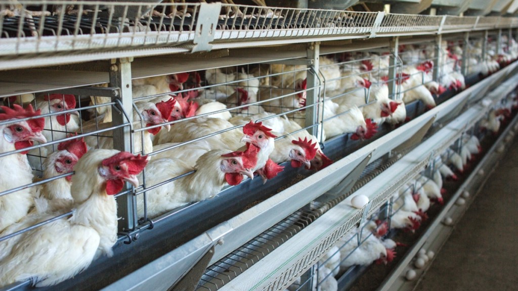 內地一名54歲男子感染甲型禽流感（H5N6）。 資料圖片