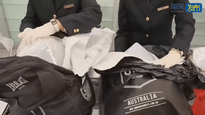 海關查獲赴港女客以注水膠袋偷運金龍魚。 海關查獲赴港女客以注水膠袋偷運金龍魚。
