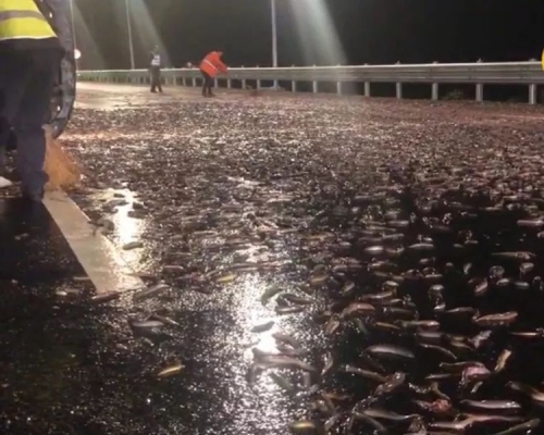 滿地泥鰍蹦蹦跳。網圖