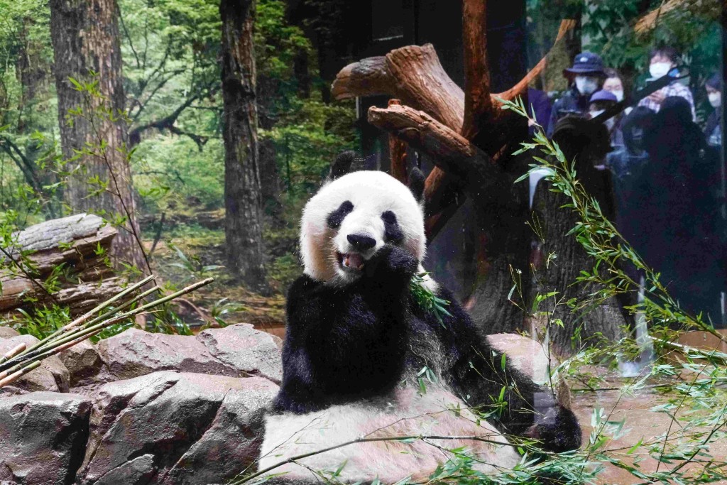 遊客在日本東京上野動物園觀看大熊貓。