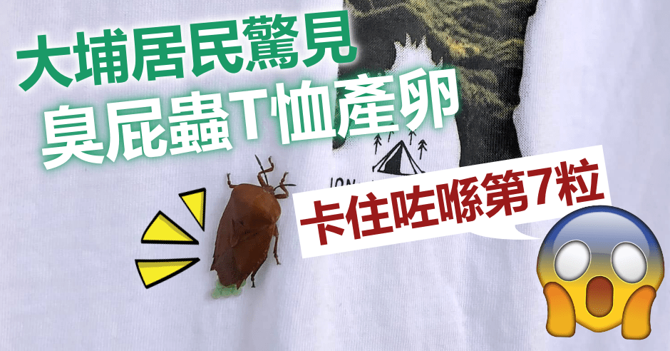 大埔居民驚見一隻臭屁蟲於其T恤上產卵。FB圖片 