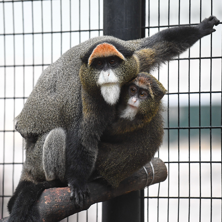 白臀长尾猴 （Cercopithecus neglectus）。香港动植物公园图片