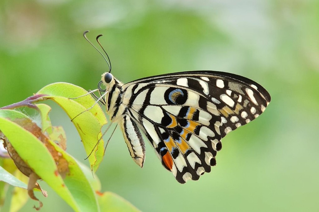 圖片來源：鳳園蝴蝶保育區