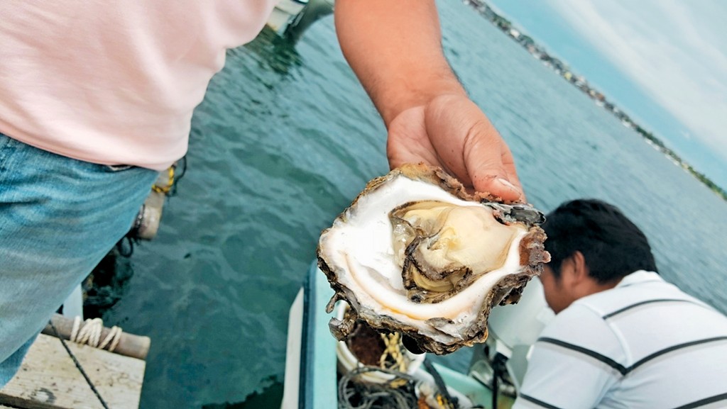 養蠔或採蠔的水域水質若帶有諾如病毒等病原體，可經食用傳染。