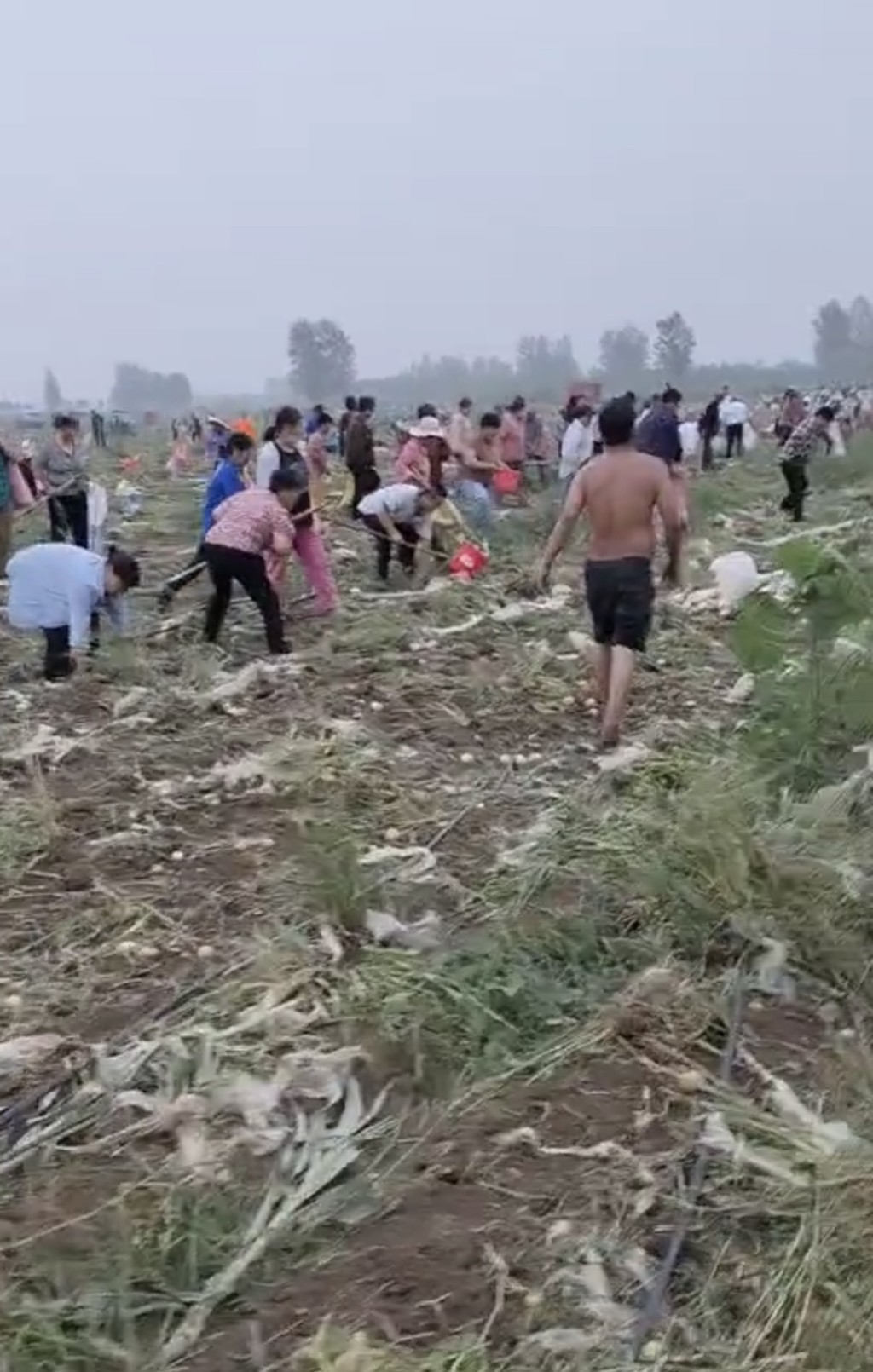 安徽500畝薯仔遭村民瘋搶。抖音@曾凡昌丶 安徽500畝薯仔遭村民瘋搶。抖音@曾凡昌丶