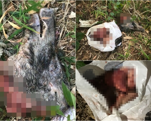 野豬死狀恐怖,只餘下頭部及內臓。被訪者提供