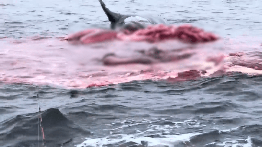 资料显示，「鲸爆」喷出的腐肉满是细菌，容易导致人类的伤口受感染。