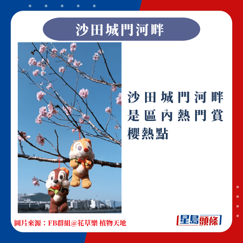 香港10大赏樱热点｜沙田城门河畔是区内热门赏樱热点