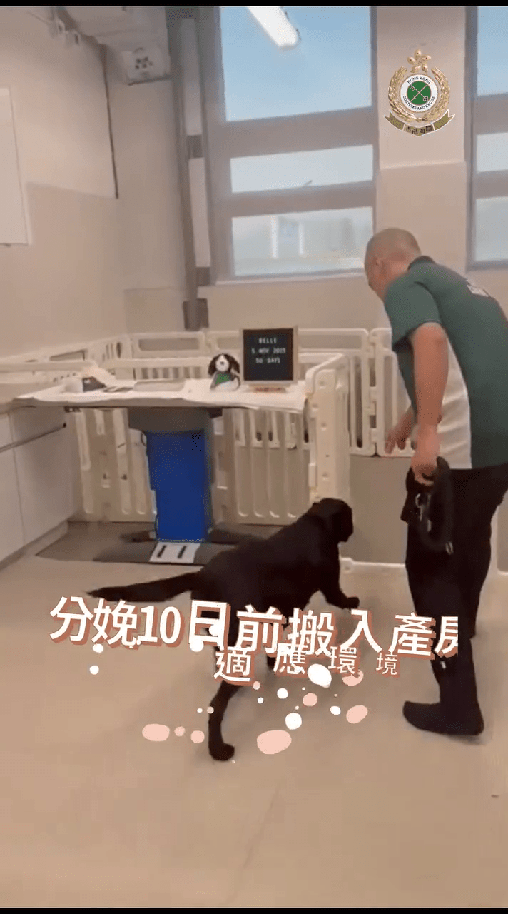 海關搜查犬課人員悉心照顧狗媽媽。