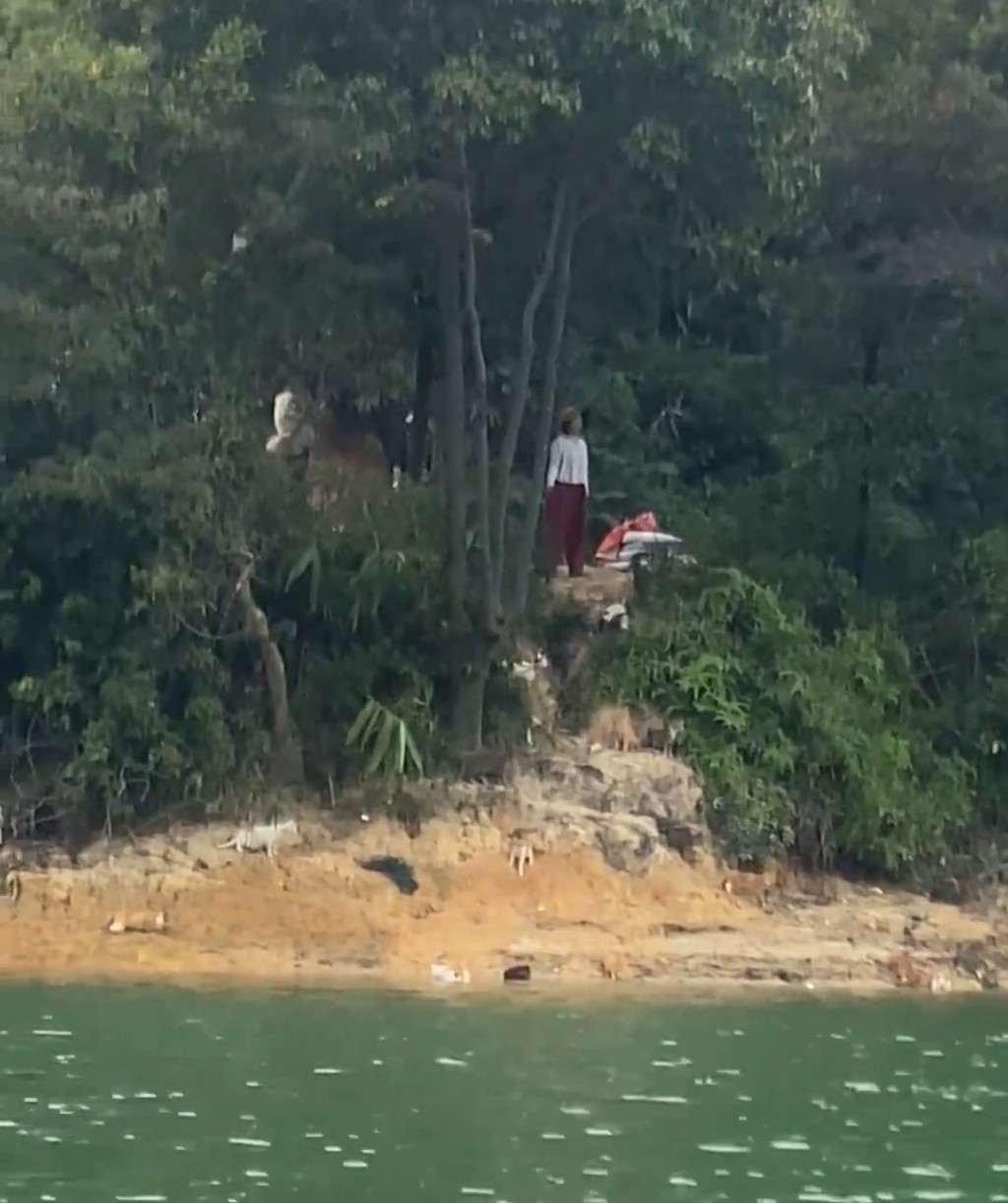 部份貓隻眾集在岸邊。微博@韓路