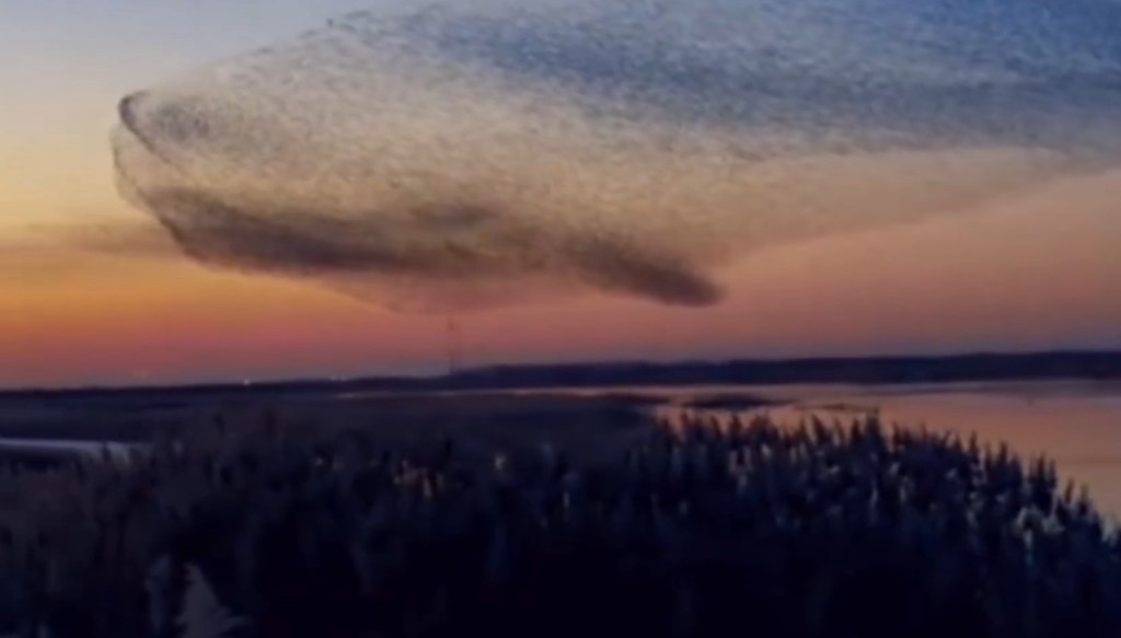 山东数十万候鸟齐飞,组成一幅「巨鲸」壮丽画面。微博@人民日报 山东数十万候鸟齐飞,组成一幅「巨鲸」壮丽画面。微博@人民日报