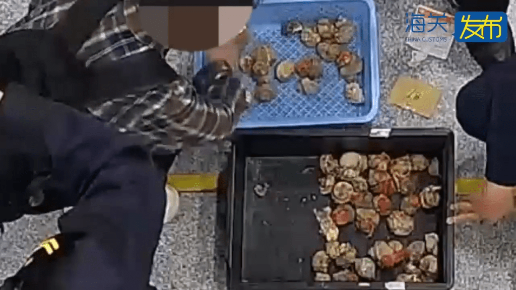 背包藏59只“橙红陆寄居蟹”,内地女拱北闯关断正。 背包藏59只“橙红陆寄居蟹”,内地女拱北闯关断正。