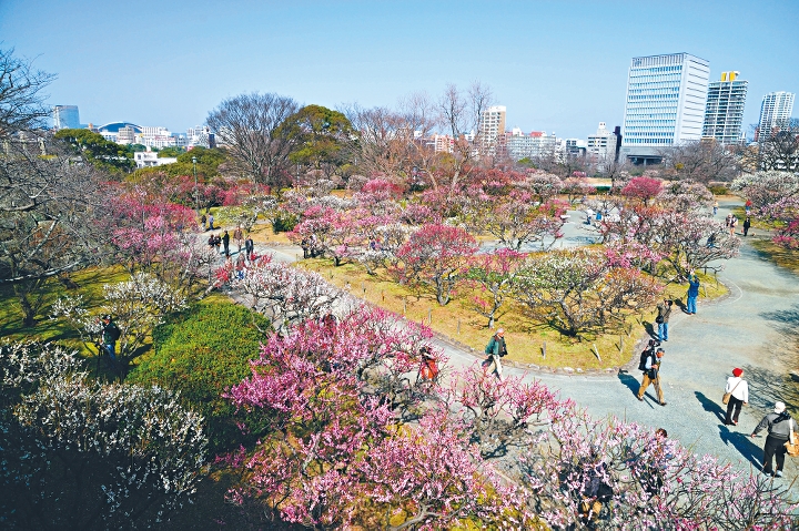 在福岡舞鶴公園的梅林，每年春日都可賞到梅花盛開的美景。