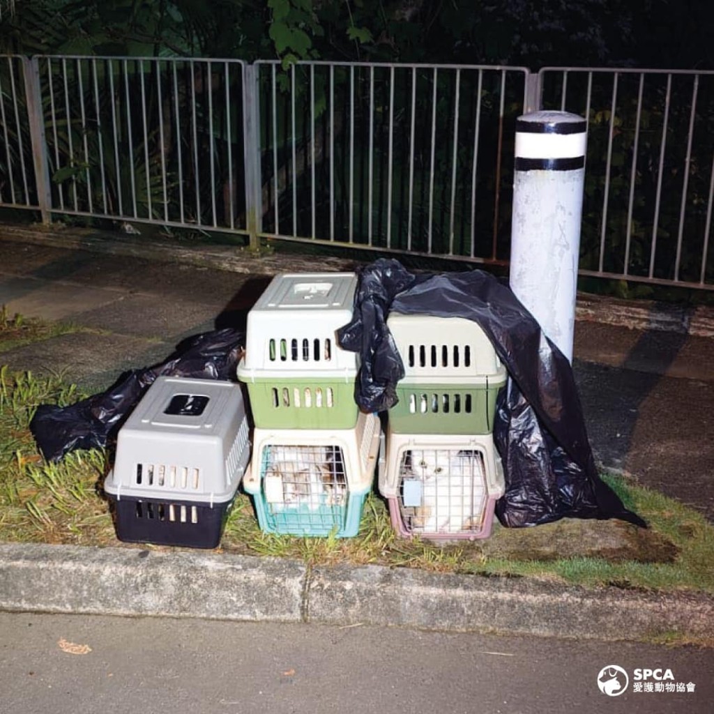 被遺棄的35隻貓中，包括不少名種貓。愛護動物協會fb圖片