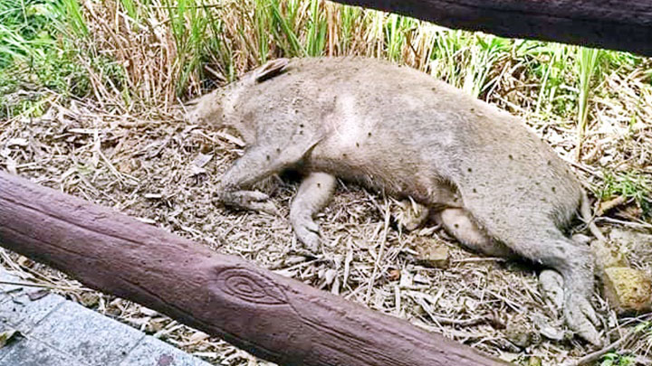 西貢大藍湖野豬屍體現非洲豬瘟。資料圖片