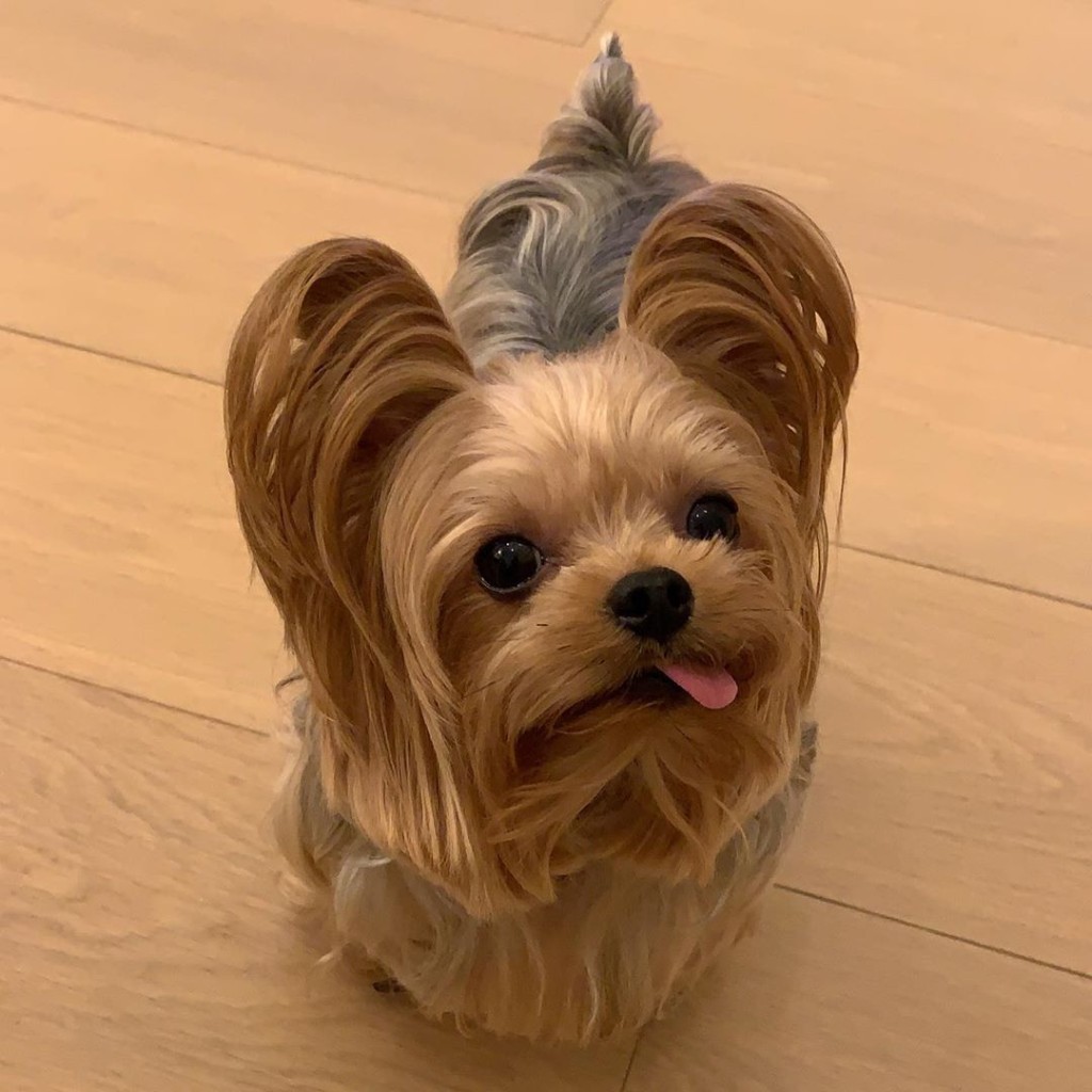 約瑟「栗子妹」今年4歲大。