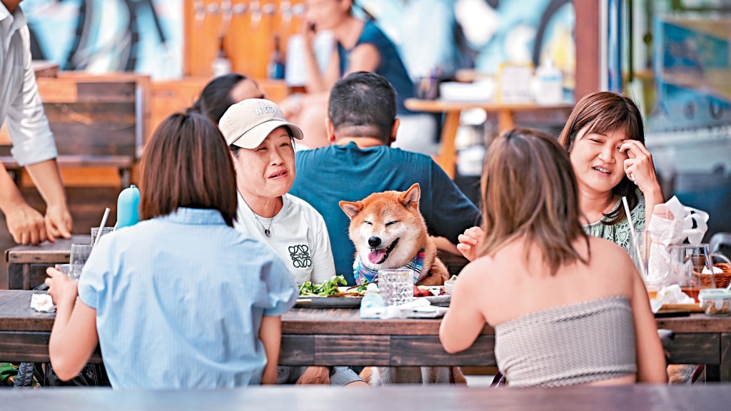 消息指，政府計劃放寬《食物業規例》，容許食肆申請牌照讓狗隻進入餐廳。