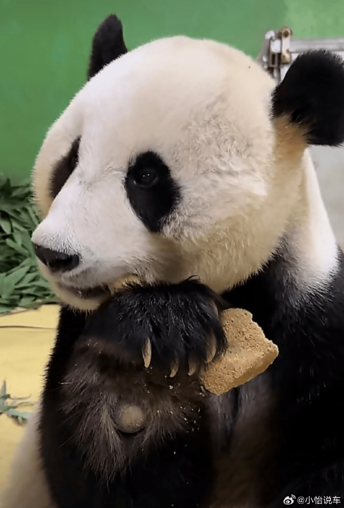广州长隆大熊猫“家和”因病猝逝。 微博