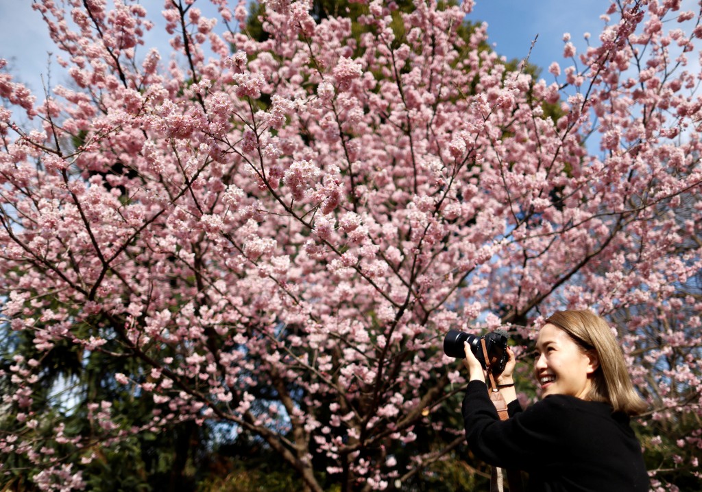 不少人特意到日本，欣赏樱花盛开美景。(资料图片)