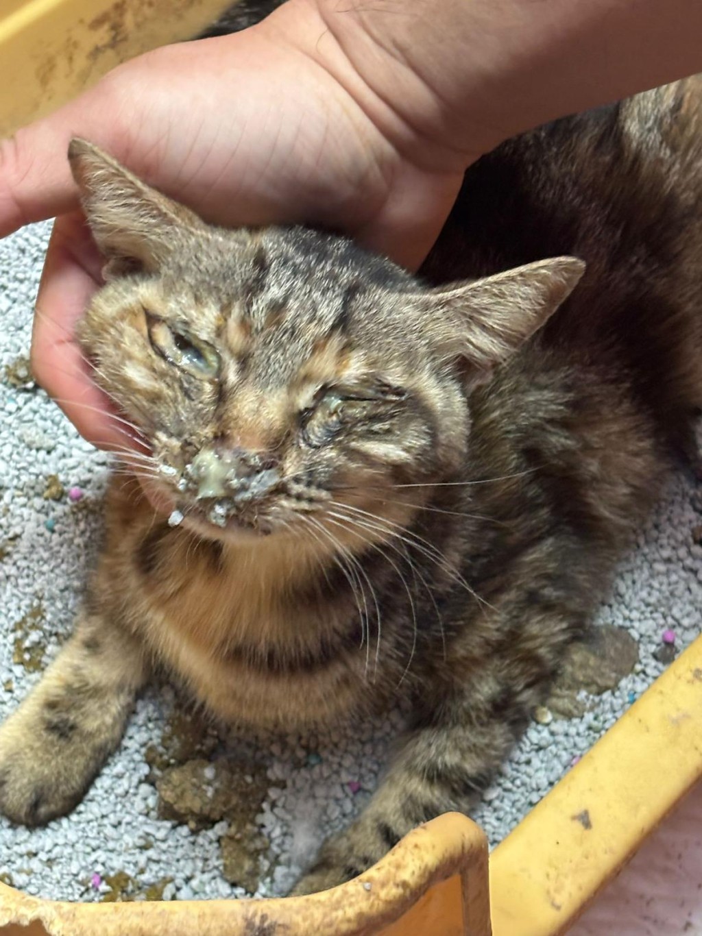 狗场内有猫出现感冒征状，遂立即带走接受治理。爱护动物协会提供