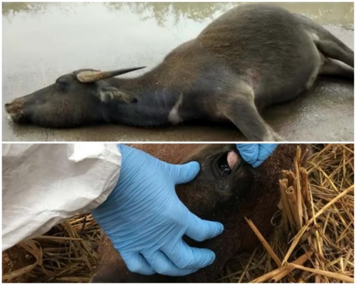 事件中65只病牛正在好转，30只病牛死亡。网图