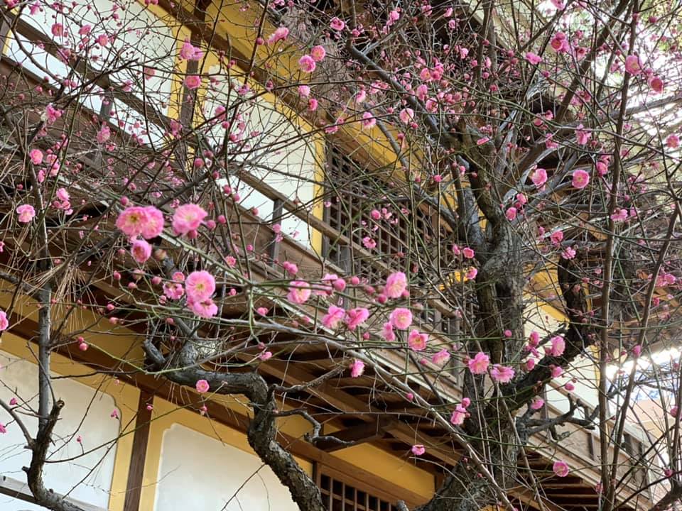 涉事溫泉旅館「大丸別莊」室外環境（圖片來源：「福岡県二日市温泉 大丸別荘」Facebook專頁）