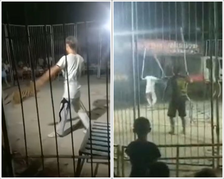 两只年幼老虎表演途中突发狂逃脱。