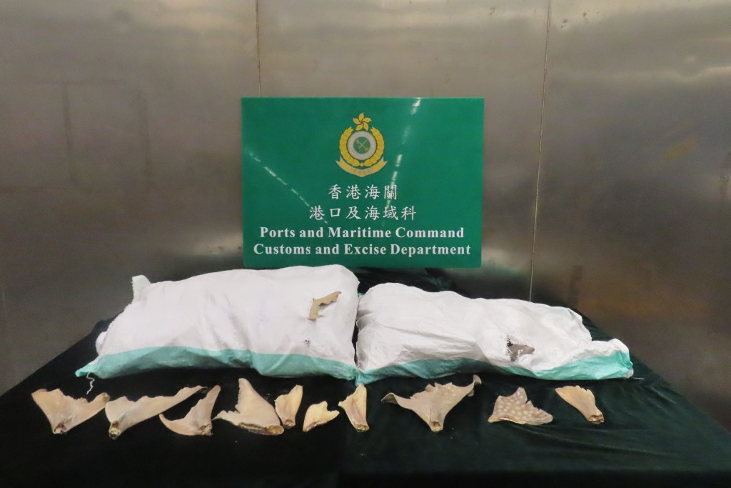 檢獲的部分懷疑受管制犁頭鰩乾魚翅。 檢獲的部分懷疑受管制犁頭鰩乾魚翅。