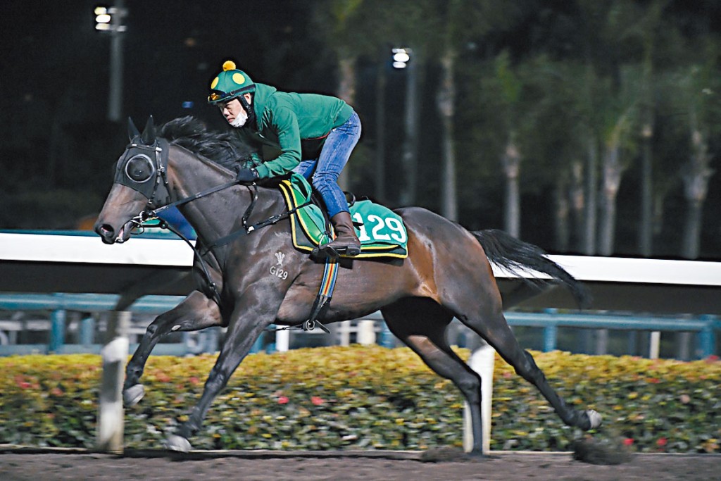 「無敵精英」晨課走勢從容，力度未減馬身仍壯，依然省鏡無疲態。